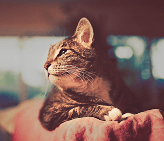 会计职业规划书范文？会计职业规划书范文1000字